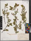 Foto von Salix cinerea L. x Salix nigricans Sm.